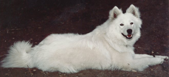 samoyed dog pepe